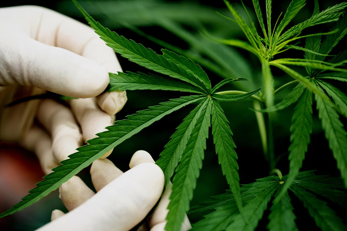 Green leaf of marijuana in a hand, marijuana plant close up