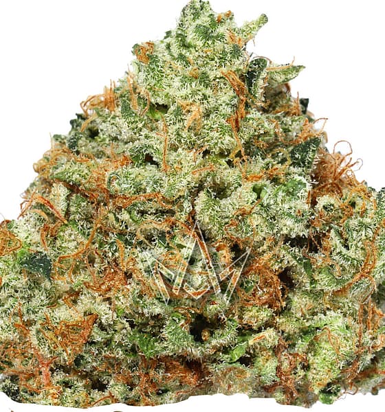 Alien Kush is a potent cross of LVPK and Alien Dawg that originally hails from California, not deep space. It may have you feeling a little spacey, though, as this strain touches down in the brain first, giving active, sometimes-psychedelic effects. The active buzz settles over time into a relaxing body buzz that will dissolve both stress and pain.